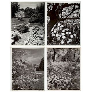 A. Aubrey Bodine. 7 Sherwood Gardens Photos
