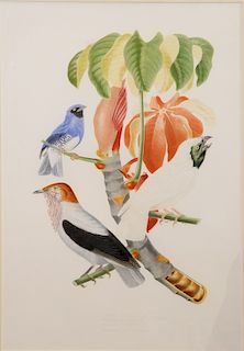 Set of Three After Jean Theodore Descourtilz (1796 - 1855), large folio chromolithograph finished by hand, Euphonia Galoti, Psittacula Passerina plate