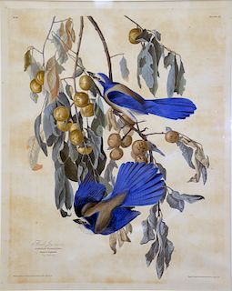 John James Audubon (1785 - 1851), "Florida Jay", Plate 87, hand colored engraving with aquatint, from birds of America, Havell edition, matted in gilt