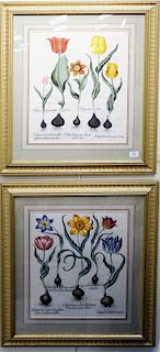 Pair of Basilius Besler (1561 - 1629), tulip lutca lituris aureus, tulipa lutea maculis rubens, hand colored botanical flower engravings. sight size: 