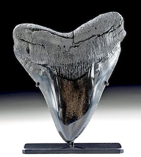 Large & Gorgeous Fossilized Megalodon Tooth
