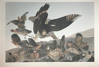 Audubon Virginia Parftridge