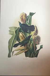 Audubon Common Gackle by M. Bertnard Loates