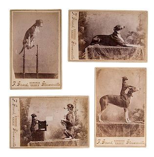 Charming Cabinet Card Portraits of Dogs, Including View of Unusual Photographer and his Subject 