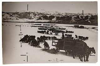 Charles J. Belden Photographs of Cowboys Herding Cattle 