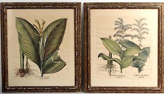 Pair of Botanical Prints, 18th C.