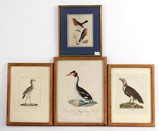 Four Prints of Birds, English and German