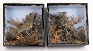 Two Cased Taxidermy Birds, early 20thC.