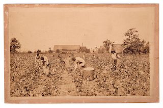 JACKSONVILLE Photograph Picking Cotton