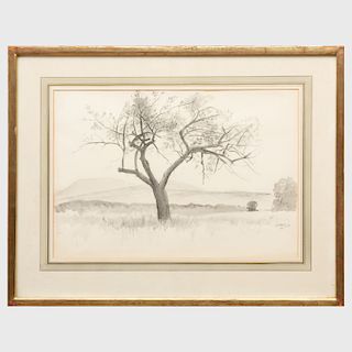 Edward Barnard Lintott (1875-1951): Untitled (Tree)