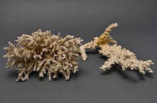 White Branch Coral Specimens, 2