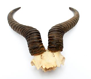 African Springbok Skull Plate & Horns