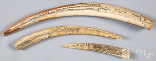 Northwest Coast Native American walrus tusks