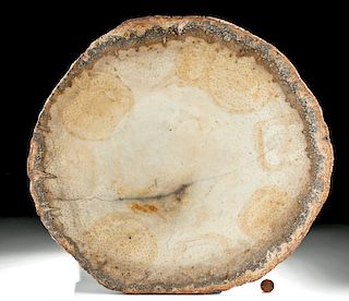 Fossilized Texas Palmwood (Palmoxylon) Slab