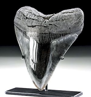 Ancient Seas Fossilized Megalodon Tooth