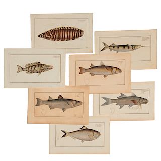 Jean Frederic Hennig, (7) fish engravings