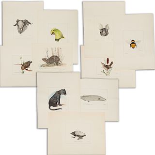 (10) Nice Fauna illustration drawings