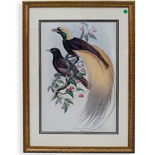 Colored Lithograph after John Gould