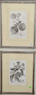 Group of twelve engraving and prints, group of six Ludlow rooster and chicken prints, set of six botanical engravings in silvered frames, 7 3/"4 x 6 3