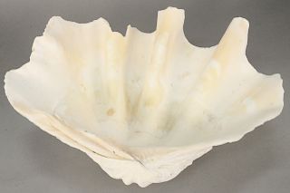 Large Clam Shell, 13" x 18", height 7 in.