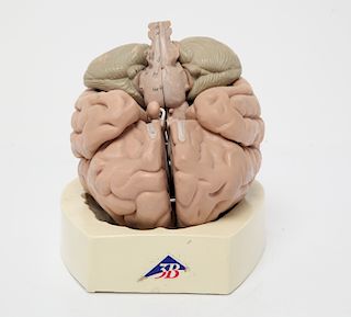 German 3B Anatomical Model of the Human Brain