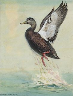 Arthur D. Fuller (1889-1966)  Leaping Black Duck
