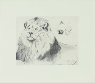 Wilhelm Kuhnert (1865-1926)  Male Lion Study