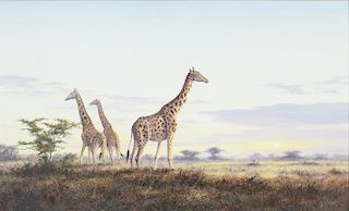 Rob O'Meara (20th century) Giraffes 