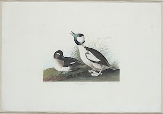 John James Audubon (1785-1851)  