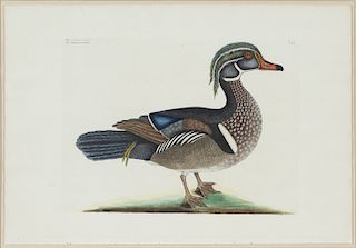 Mark Catesby (British, 1679-1749) The Summer Duck 