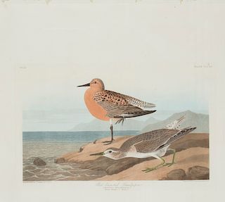John James Audubon (1785-1851)  