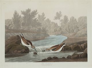 John James Audubon (1785-1851) Little Sandpiper (No. 64, Plate CCCXX) 