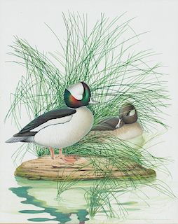 Athos Menaboni (1895-1990)  Bufflehead Ducks