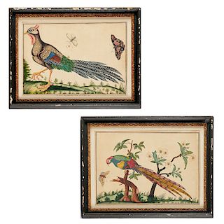 N. Ashe, (2) Ornithological Paintings