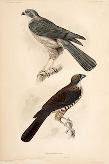 Peale, T. R. Accipiters Rufitorques. Adult Famele - Young Male. Grabado coloreado, 42.5 x 28.5 cm. Philadelphia, 1858.