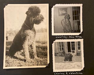 Photos of Charley John Steinbecks poodle from book