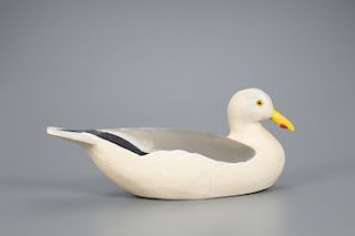 Turned-Head Gull, The Ward Brothers