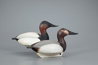 Canvasback Pair, The Ward Brothers