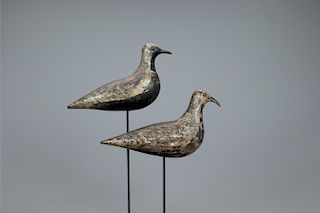 Plover Pair, Coffin Family