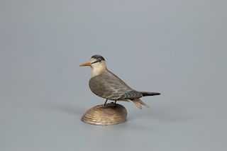 Exceedingly Rare Least Tern on Clamshell Base, A. Elmer Crowell (1862-1952)