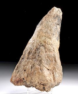 Fossilized North American Triceratops Nose Horn