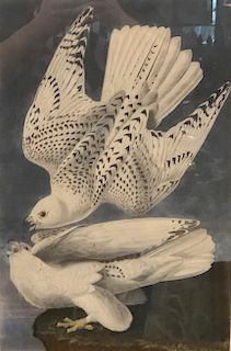 John J. Audubon Print