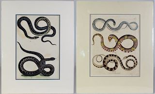 Two (2) Hand-Colored Engravings of Snakes 1800's