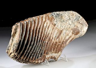Large Fossilized Mammoth Tooth