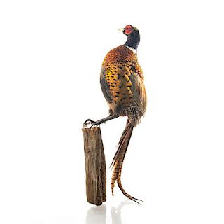 RING-NECKED PHEASANT TAXIDERMY ON MOUNT