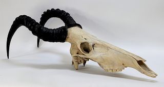 African Antelope Hartebeest Game Skull
