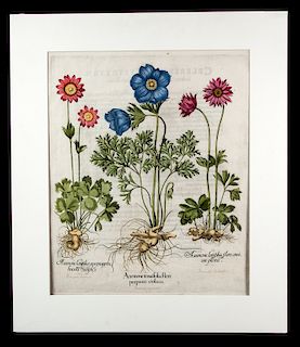 1st Edition Besler Hand Colored Engraving - 1613