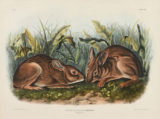 after JOHN JAMES AUDUBON (French/American 1785-1851) A HAND COLORED LITHOGRAPH, "Lepus Palustris, Marsh Hare, Natural Sire," PHILADELPHIA, CIRCA 1843,