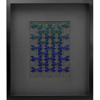 BLUE DAMSELFLY INSECT STUDY, FRAMED SHADOWBOX