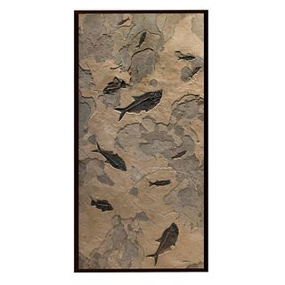 11 FOSSILIZED EOCENE FISH IN WALL MURAL